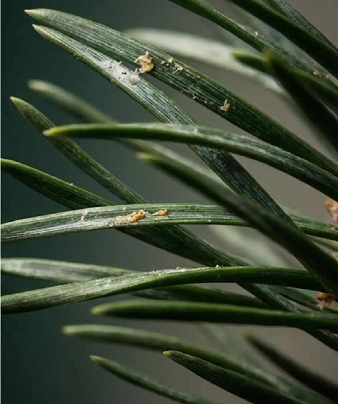 Noble Fir