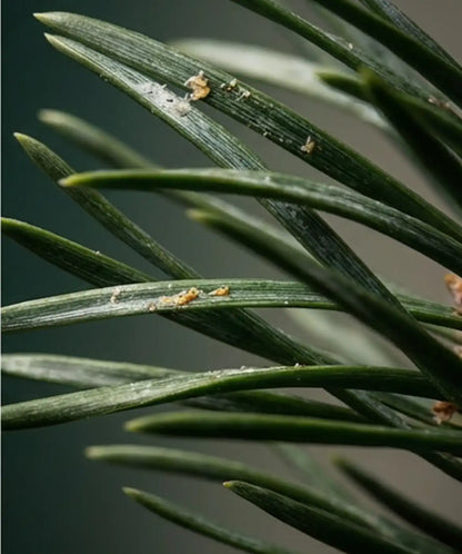 Noble Fir