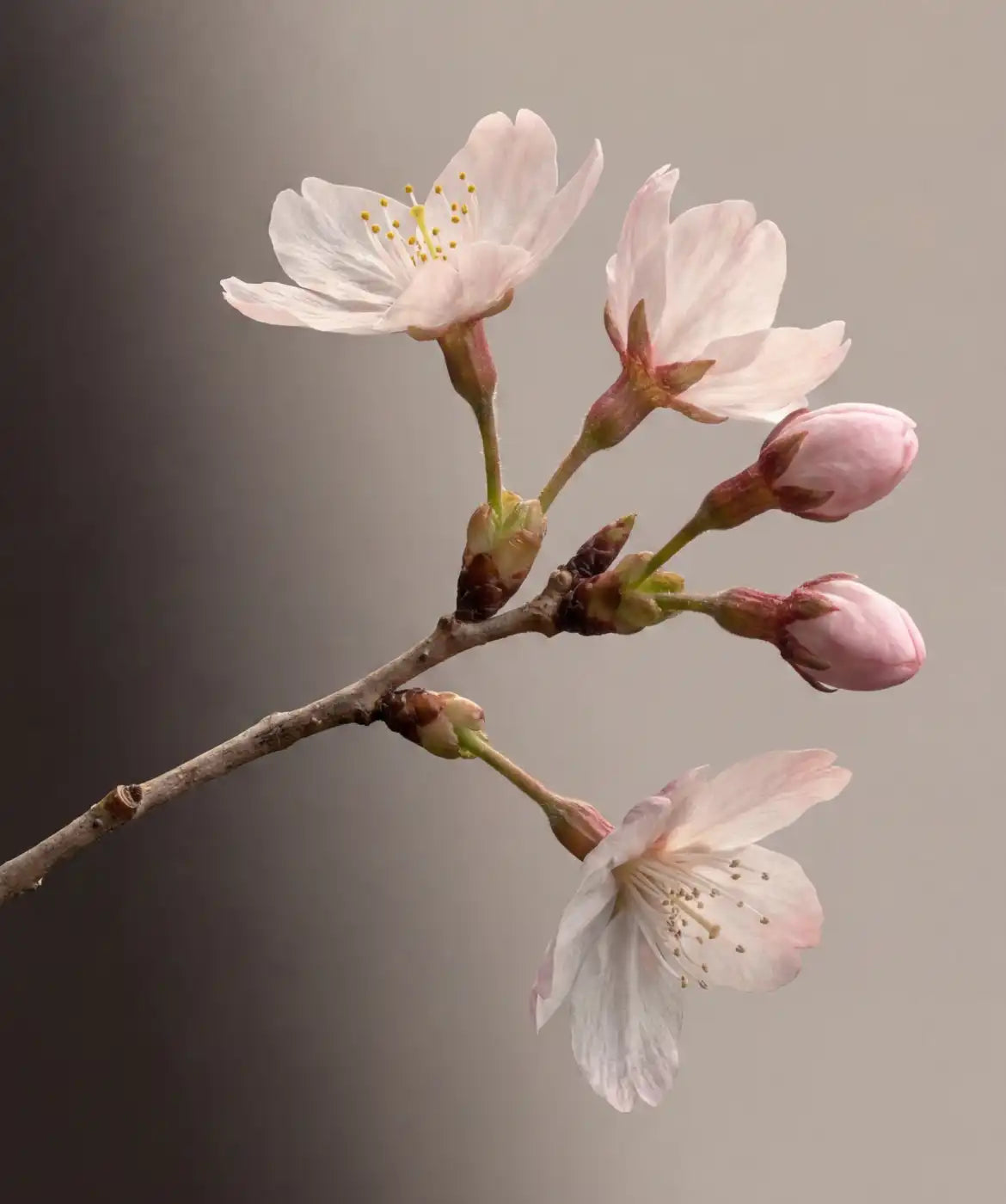 Cherry Blossom & Hinoki