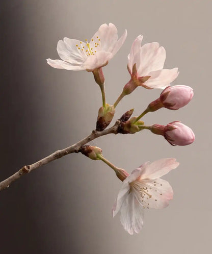 Cherry Blossom & Hinoki