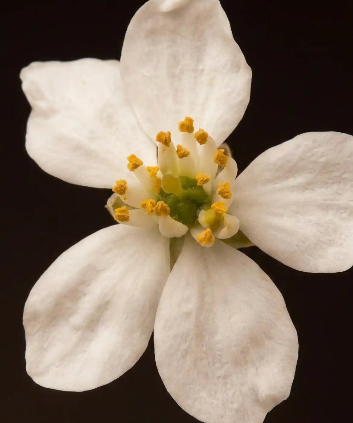 Fig & Orange Blossom