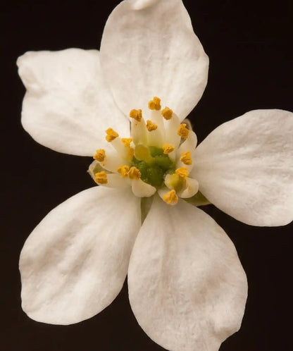 Fig & Orange Blossom