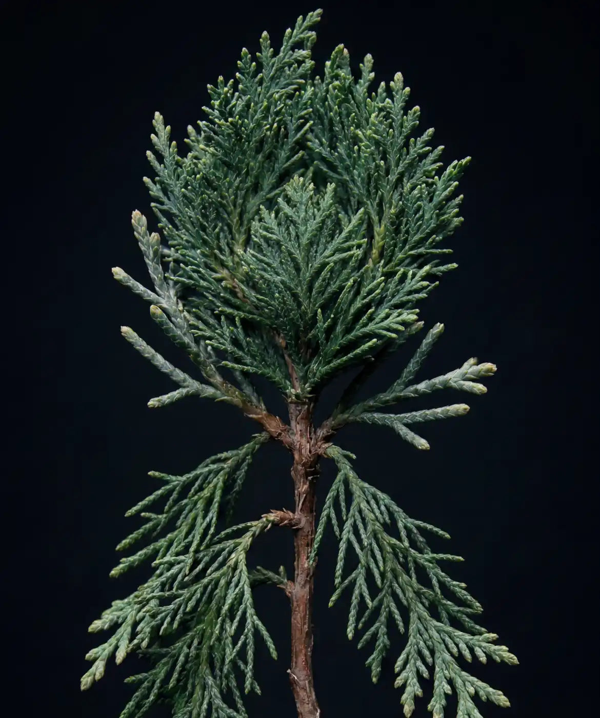 Noble Fir