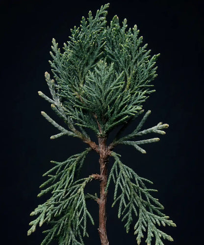 Noble Fir