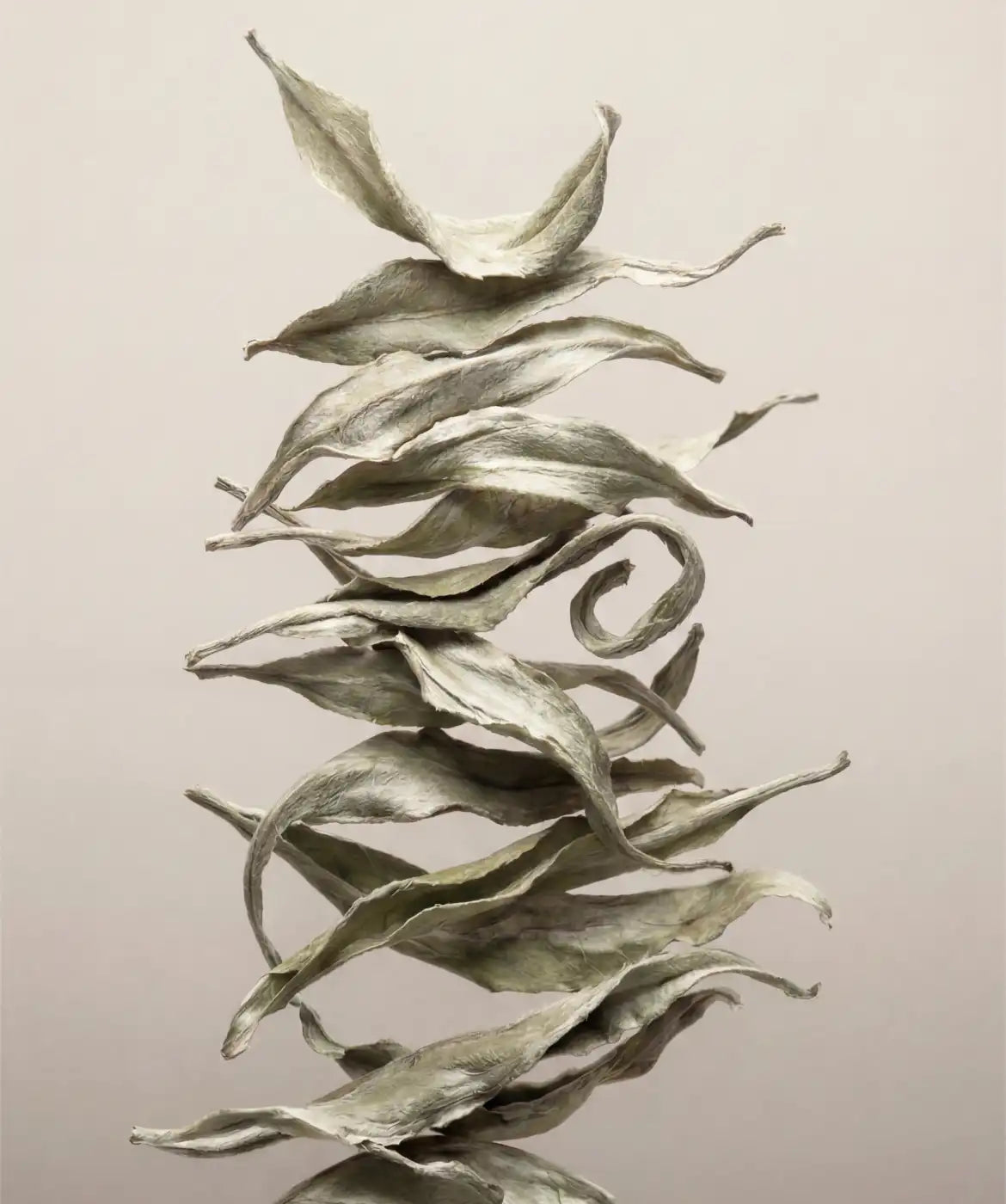 White Tea