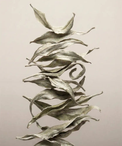 White Tea
