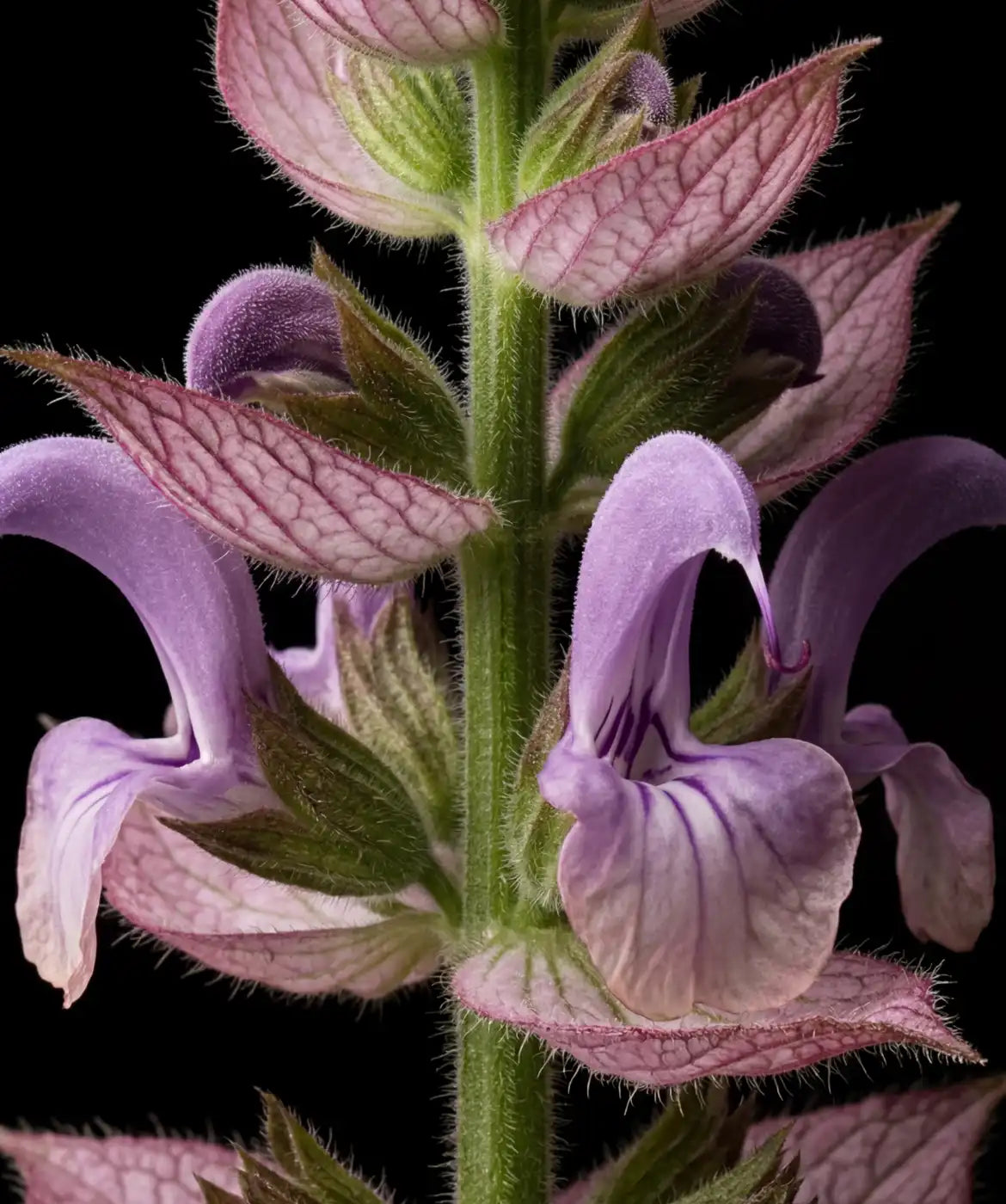 White Tea & Iris